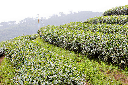 绿色茶叶种植园景观高地国家天气植物丘陵山脉叶子风景农田阳台图片