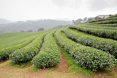 绿色茶叶种植园景观农田高地商品收获收成山脉风景天气国家花园图片