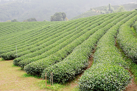 绿色茶叶种植园景观收获季节高地丘陵阳台风景植物叶子场地商品图片