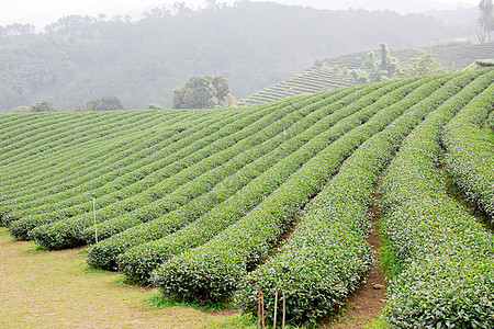 绿色茶叶种植园景观农村阳台山脉植物农田收获高地收成季节叶子图片