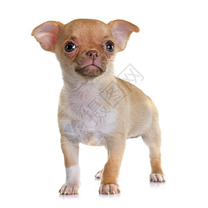 小狗吉娃娃宠物动物棕色白色工作室图片