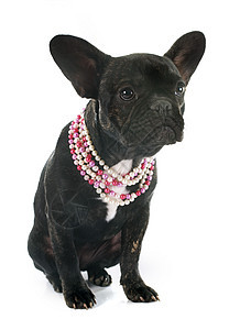法国斗牛犬宠物棕色斗牛犬黑色动物女性珍珠犬类衣领小狗图片