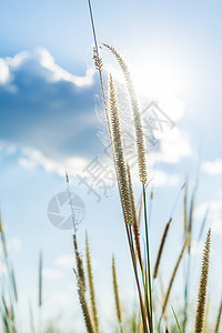 柠檬草 阳光照耀的太阳之光 用明亮蓝色的SK闪耀在后面草地生长绿色场景白色小麦花被小穗植物森林图片