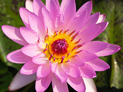 水里或池塘里的莲花花黄色花园植物绿色粉色树叶植物群美丽花瓣荷花图片