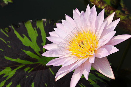 水里或池塘里的莲花花花园植物群花瓣植物荷花热带树叶黄色美丽粉色图片