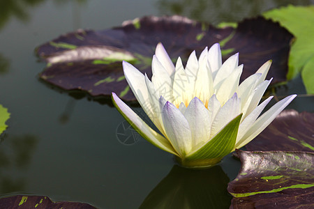 水里或池塘里的莲花花植物群热带花园美丽树叶荷花白色绿色植物花瓣图片