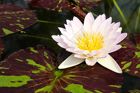 水里或池塘里的莲花花花园植物植物群粉色热带黄色花瓣绿色美丽荷花图片