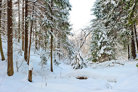 冬季寒雪林中无法居住的地方图片