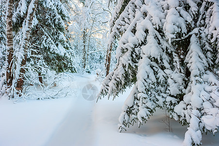 森林里满是积雪的圆木树枝图片