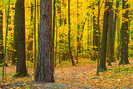秋天的茂密低沉森林背景图片