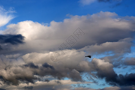单鸟在云中飞翔图片