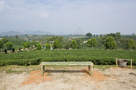 绿色茶叶种植园景观国家商品高地收成季节场地叶子山脉商业农村图片