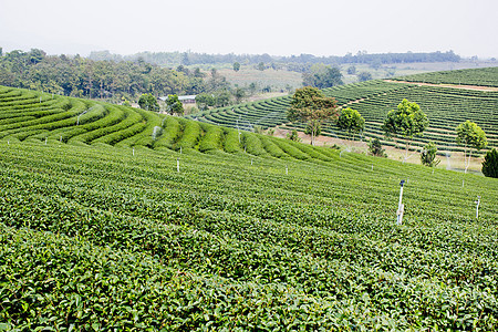 绿色茶叶种植园景观高地农村农业风景商品植物商业丘陵山脉阳台图片