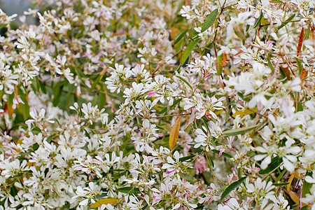 白花和粉红花植物群美丽白色花瓣粉色植物图片