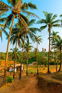 印度种植高椰子树的果林图片
