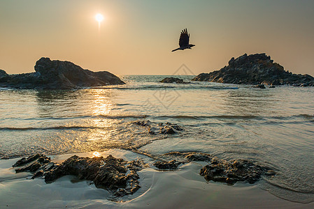 太阳在海面和飞的乌鸦之上图片