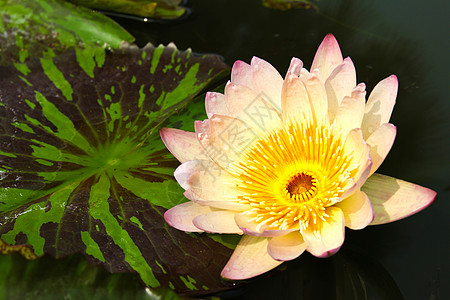 水里或池塘里的莲花花热带美丽树叶绿色花园荷花花瓣植物植物群黄色图片