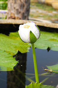 水里或池塘里的莲花花美丽花园绿色花瓣白色荷花树叶热带植物群植物图片