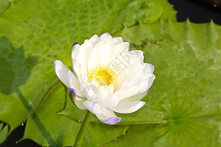 水里或池塘里的莲花花白色植物群花瓣绿色美丽热带花园树叶植物黄色图片