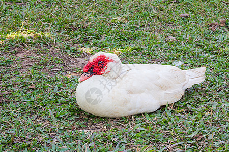 Muscovy 鸭子居住野生动物环境脊椎动物红花动物水禽湿地公园谷仓图片