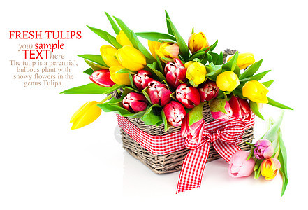 白色背景的篮子中的郁金香植物群花朵叶子展示植物礼物庆典生日花瓣花束图片