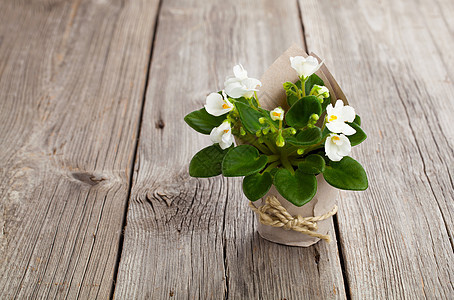 以纸包装 木制背地的白圣帕乌利亚花朵图片