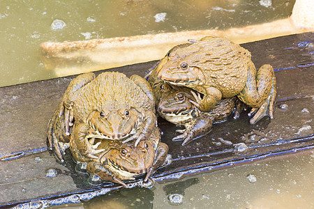 泰国青蛙农场的一些青蛙动物群黄色牛蛙绿色美食动物两栖食物野生动物棕色背景图片