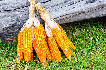 玉米的耳生长玉米芯日志饲料乡村经济场地畜牧业谷物收成图片