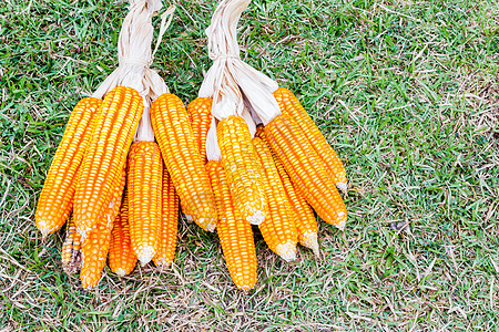 玉米的耳乡村场地收成粮食经济食物畜牧业植物群绿色谷物图片