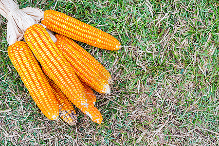 玉米的耳经济环境乡村耳朵收成粮食花园畜牧业蔬菜绿色图片