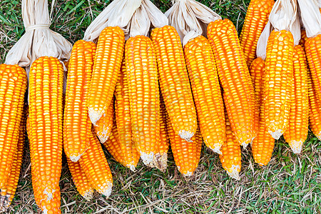 玉米的耳农场经济耳朵植物食物谷物乡村植物群花园收成图片