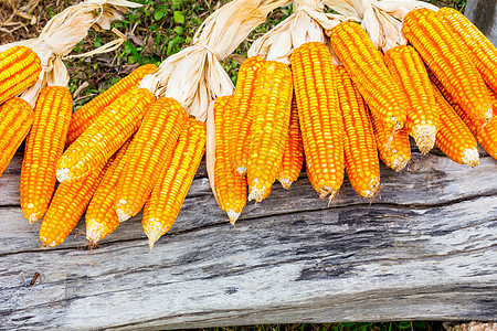 玉米的耳收成谷物绿色植物蔬菜日志玉米芯乡村食物生长图片
