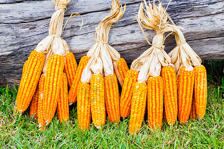 玉米的耳收成生长植物饲料花园日志场地耳朵蔬菜玉米芯图片