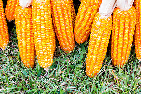 玉米的耳畜牧业乡村食物收成花园蔬菜玉米芯绿色耳朵生长图片