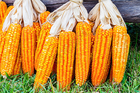 玉米的耳畜牧业生长玉米芯乡村收成花园环境谷物日志耳朵图片