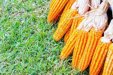 玉米的耳环境畜牧业植物绿色经济场地耳朵粮食蔬菜生长图片