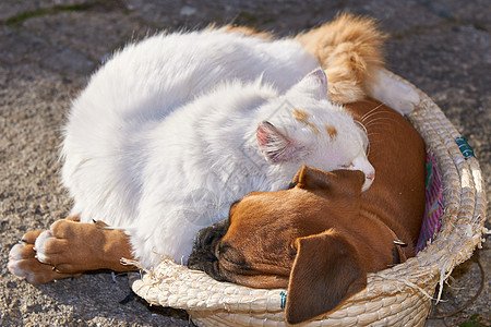 像猫和狗一样哺乳动物友谊投标压痛猫科小狗睡眠朋友们动物同事图片