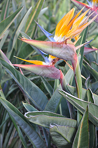 乐园花鸟蓝色美丽热带岛屿植物植物群波峰橙子花瓣天堂图片