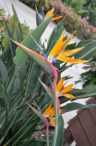 乐园花鸟天堂花园植物热带美丽生长蓝色岛屿花瓣橙子图片