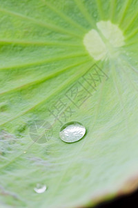 荷叶上的水滴季节异国植物学花园荷花情调环境冥想池塘植物群图片