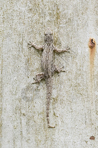 墙上的蜥蜴荒野野生动物少年白色壁虎爬虫尾巴婴儿棕色宏观图片