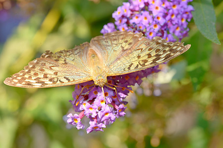 Monarch 蝴蝶(达纳斯双面蝴蝶)图片