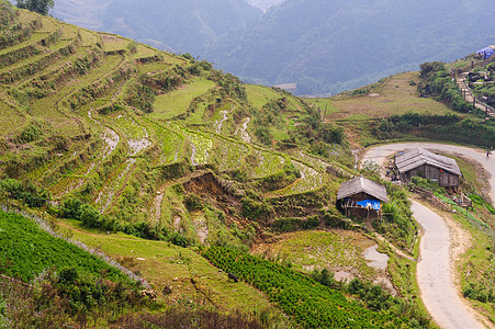 越南卡特村露天田地上的稻田环境农民植物成长地面生态曲线农业场地房子图片