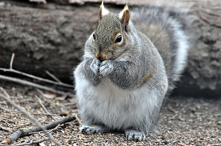 灰性松鼠松鼠野生动物动物群灰色哺乳动物图片