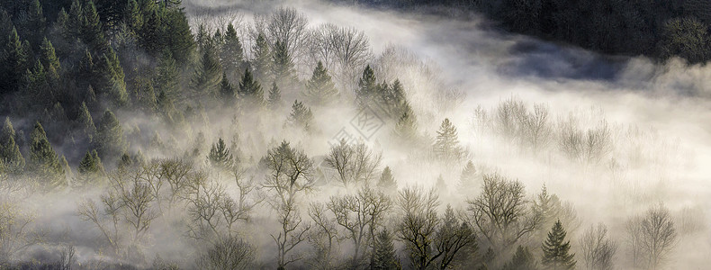 俄勒冈州绿雾横越森林图片