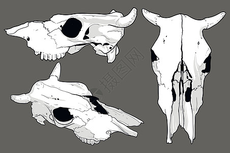 一组动物头骨图片