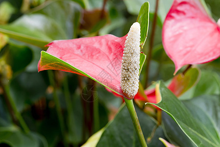 火花花热带花瓣异国尾巴情调花园植物宏观雌蕊植物群图片