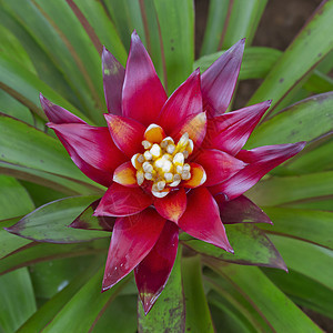 粉色布洛米亚肉质亚热带植物群红色热带植被花店叶子植物丛林图片