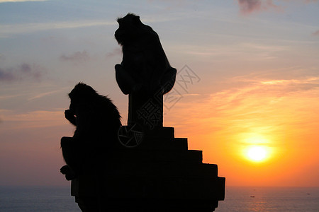 印尼巴厘岛乌卢瓦图寺庙的猴子蛆虫灵长类动物园天空阴影动物鼻子野生动物荒野情感图片