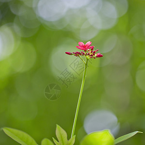 粉红小花衬套灌木玫瑰花瓣孤独枝条植物粉色绿色红色图片